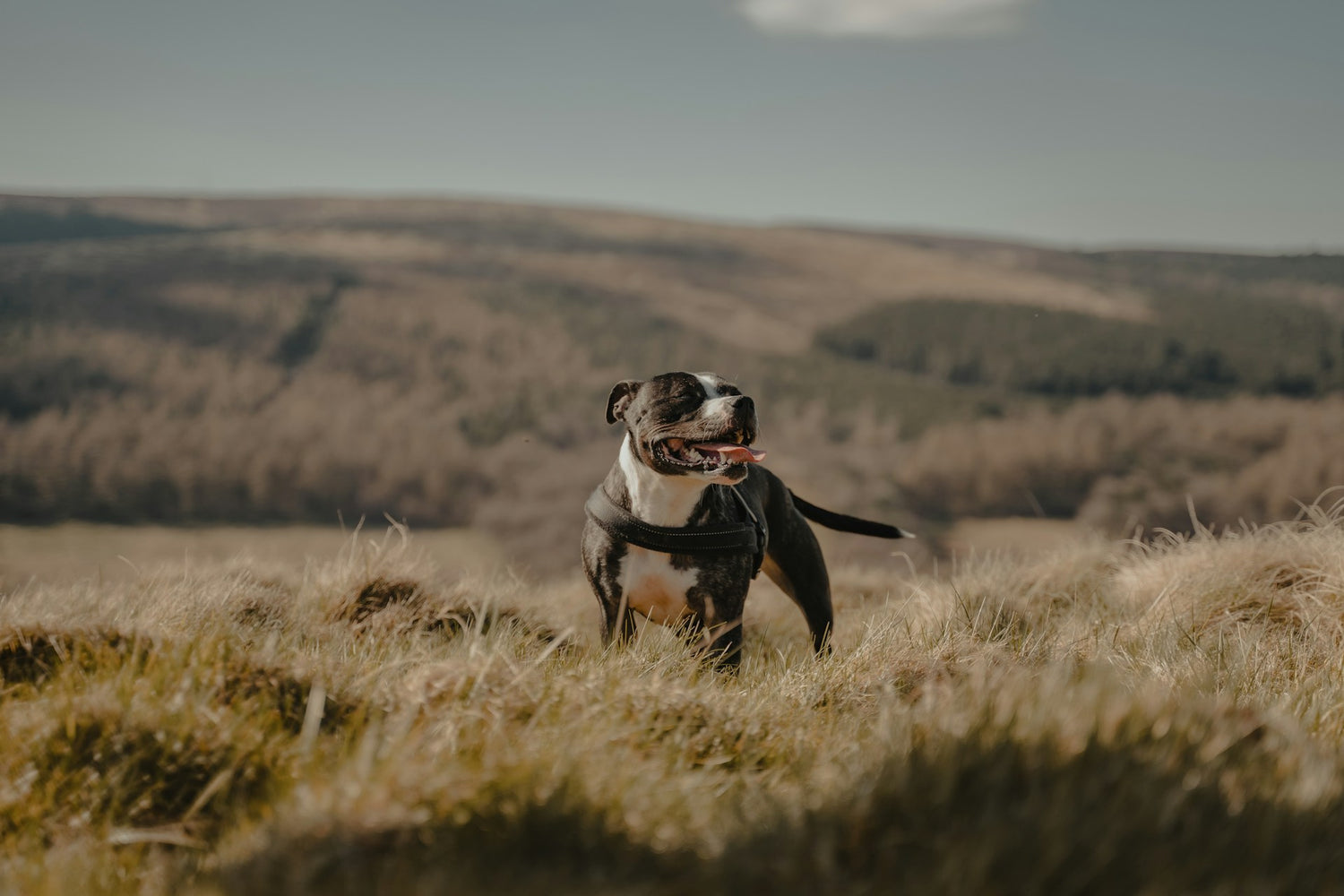 dog enjoying his outdoor adventures