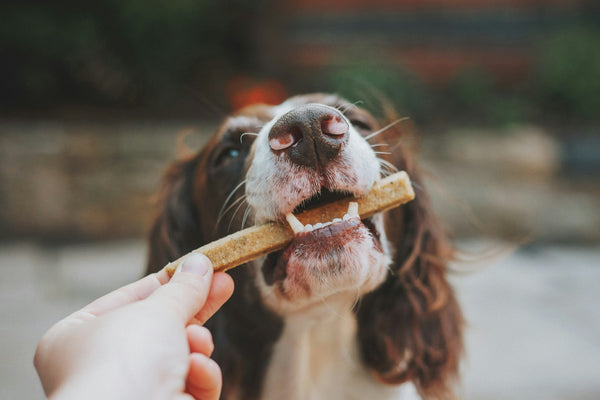 The Ultimate Guide to Choosing the Best Dog Treats for Your Furry Friend