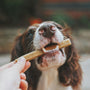 The Ultimate Guide to Choosing the Best Dog Treats for Your Furry Friend