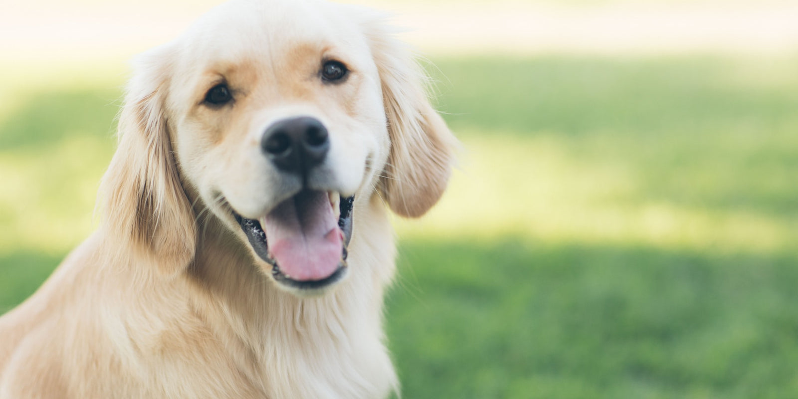 10 Essential Steps to Achieve Radiant Dog Skin and Coat Health