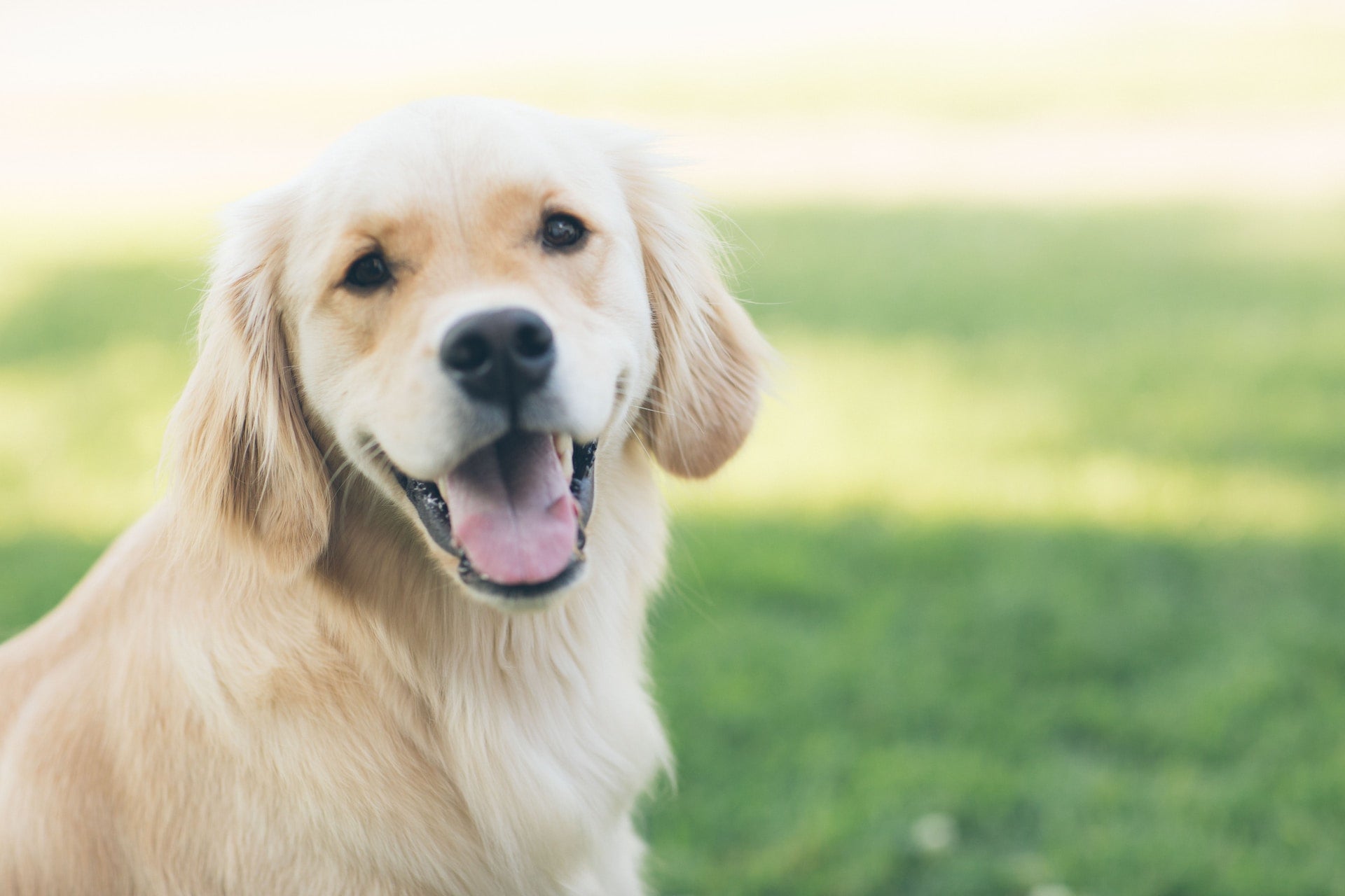 10 Essential Steps to Achieve Radiant Dog Skin and Coat Health