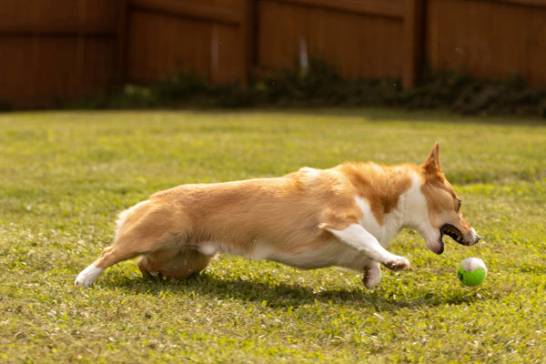Dog-Friendly Activities for the Longer Days Ahead: Spring into Action with Your Canine Companion