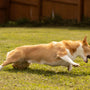 Dog-Friendly Activities for the Longer Days Ahead: Spring into Action with Your Canine Companion