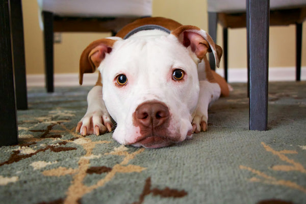 Bel Air, Maryland dog laying on rug