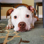 Bel Air, Maryland dog laying on rug