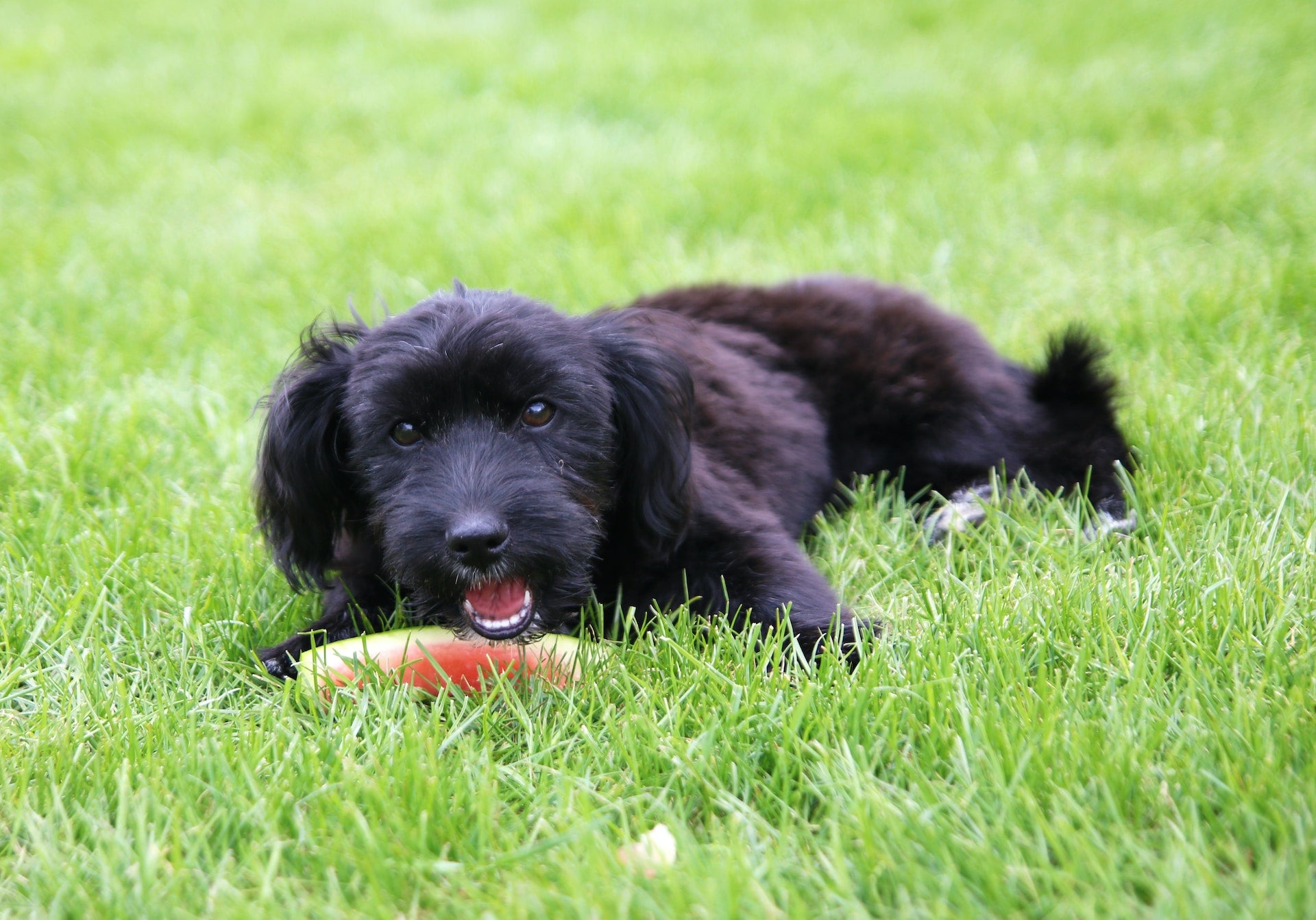 Why Does My Dog Eat Grass?