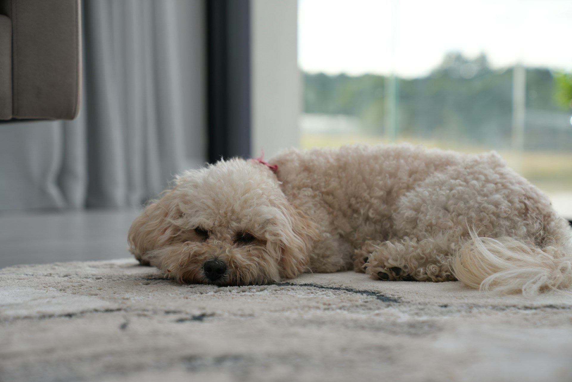 My Dog Won’t Settle in the Evening: 5 Calming Techniques That Actually Work
