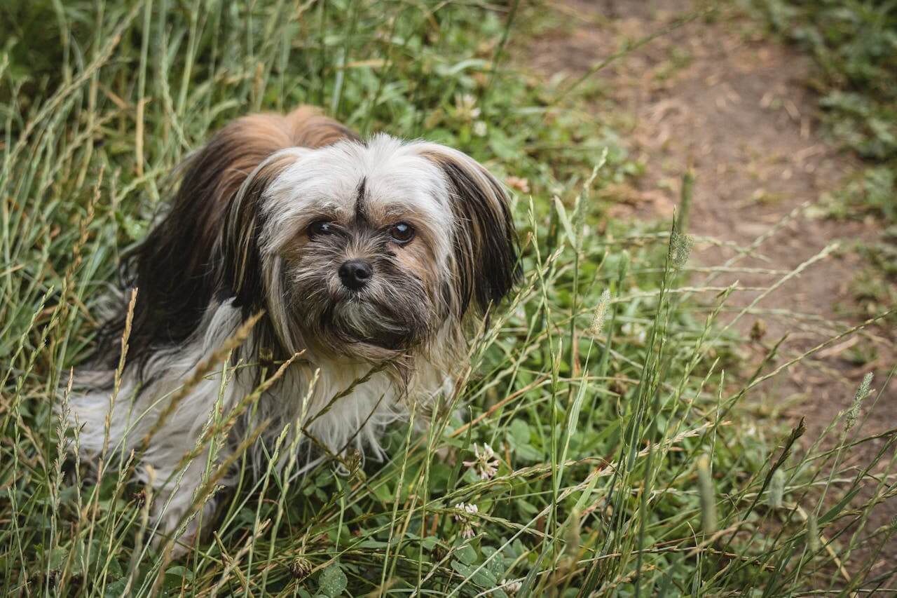 Dog Anxiety Awareness: Natural Ways to Calm Your Pup