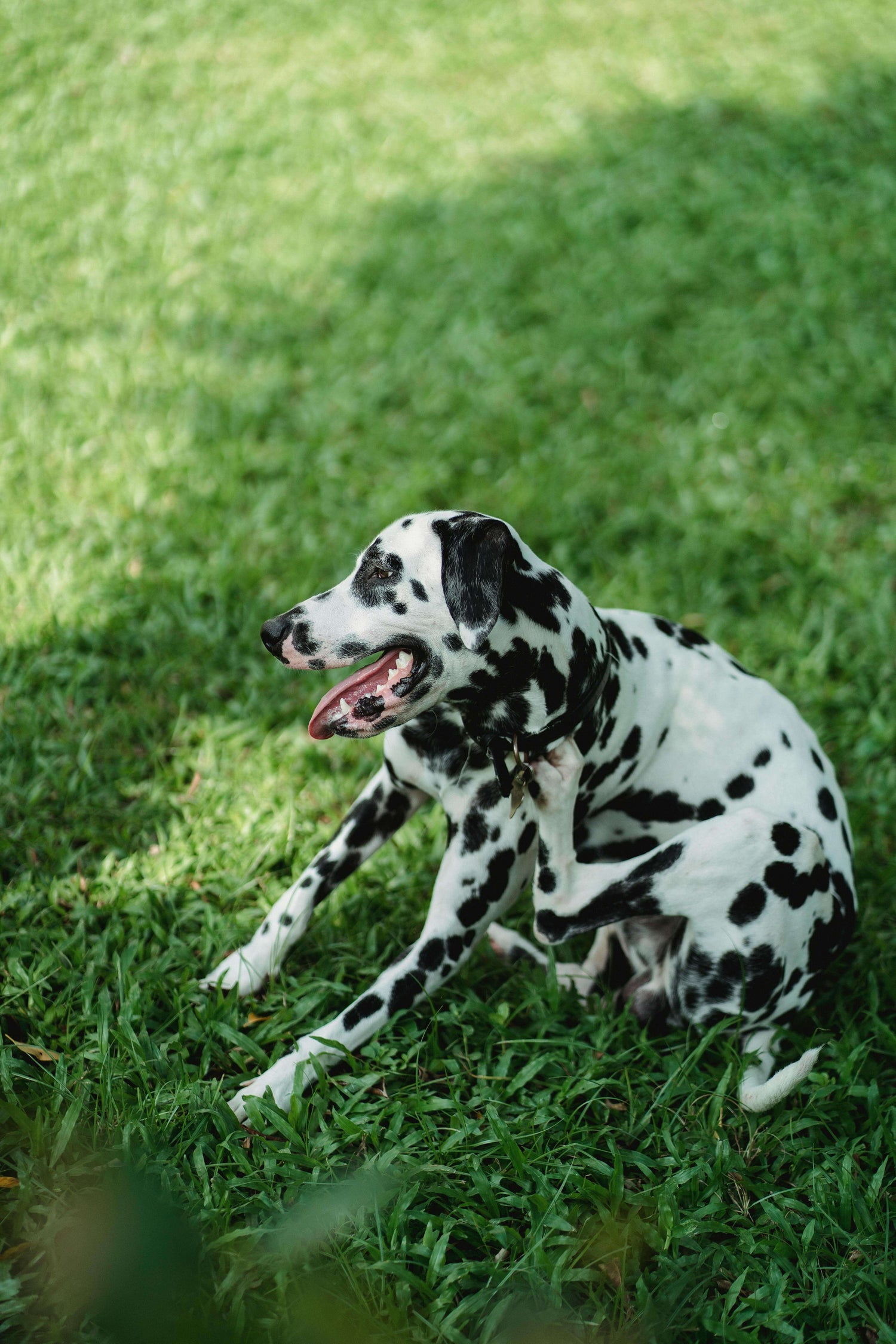 Spring Allergies in Dogs: How to Soothe Itchy Skin Naturally