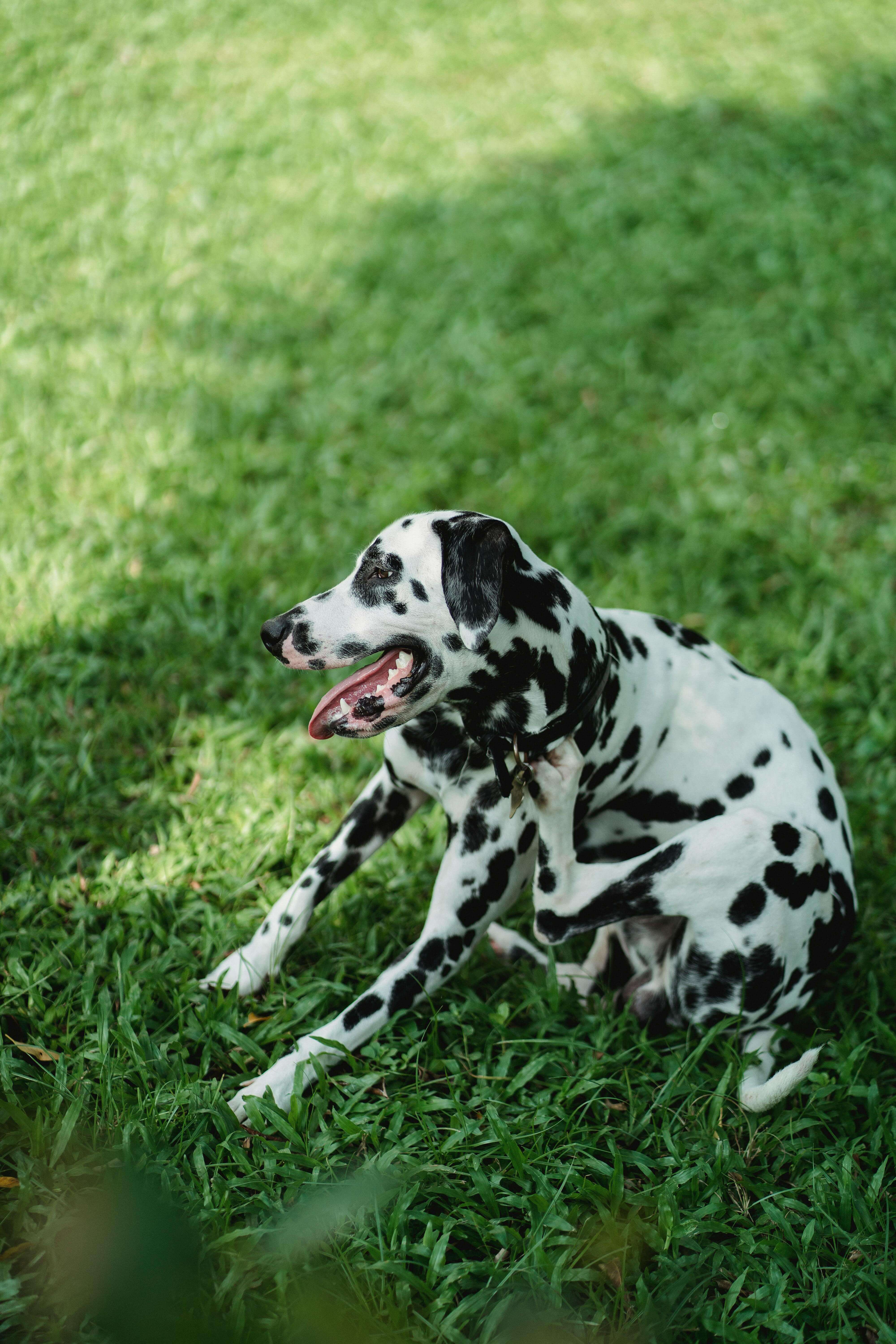 Spring Allergies in Dogs: How to Soothe Itchy Skin Naturally