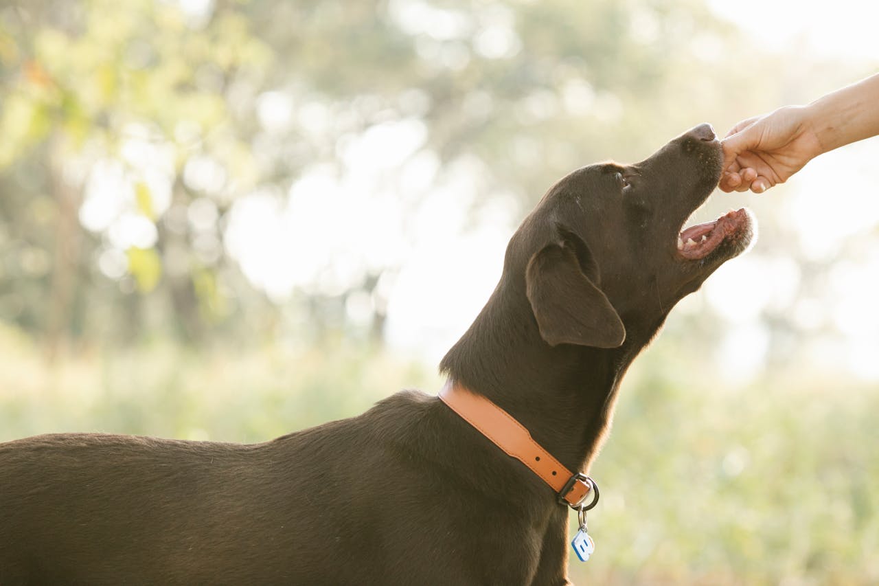 The Truth About Dog Supplements: Do They Really Work?