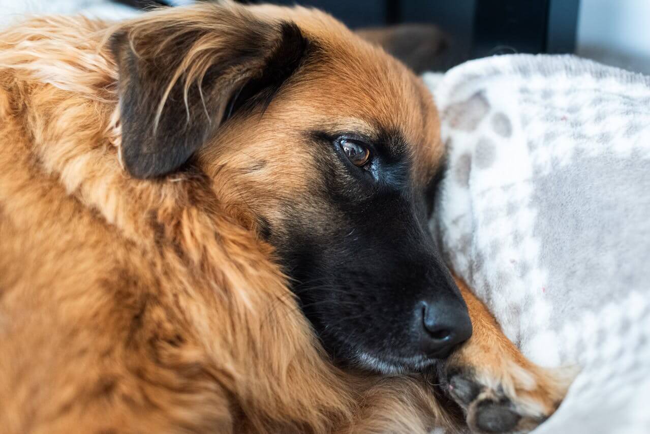 Rescue Dog Day: Helping Nervous Dogs Settle at Home