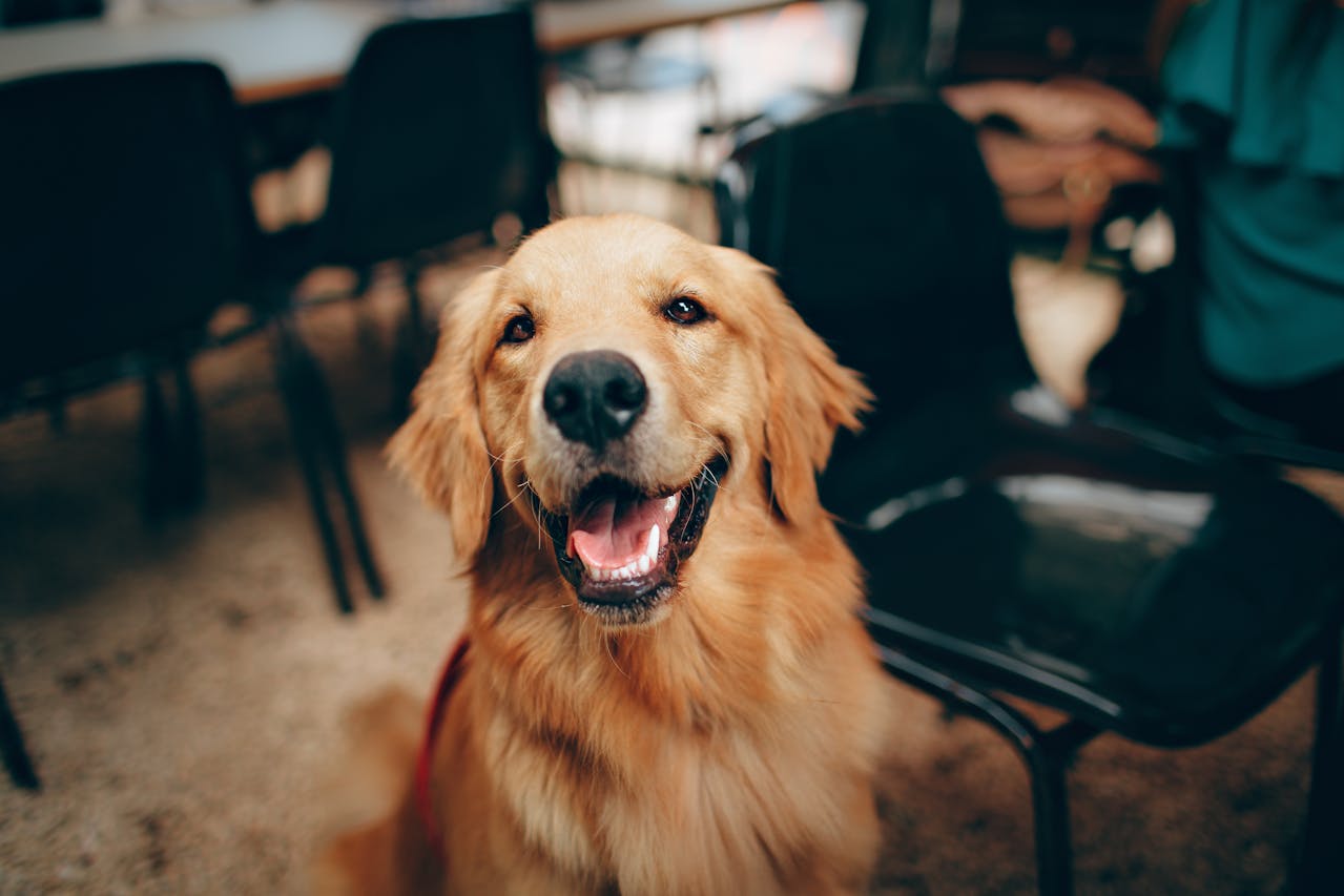 Longevity in Dogs: 6 Habits That Keep Them Thriving for Years