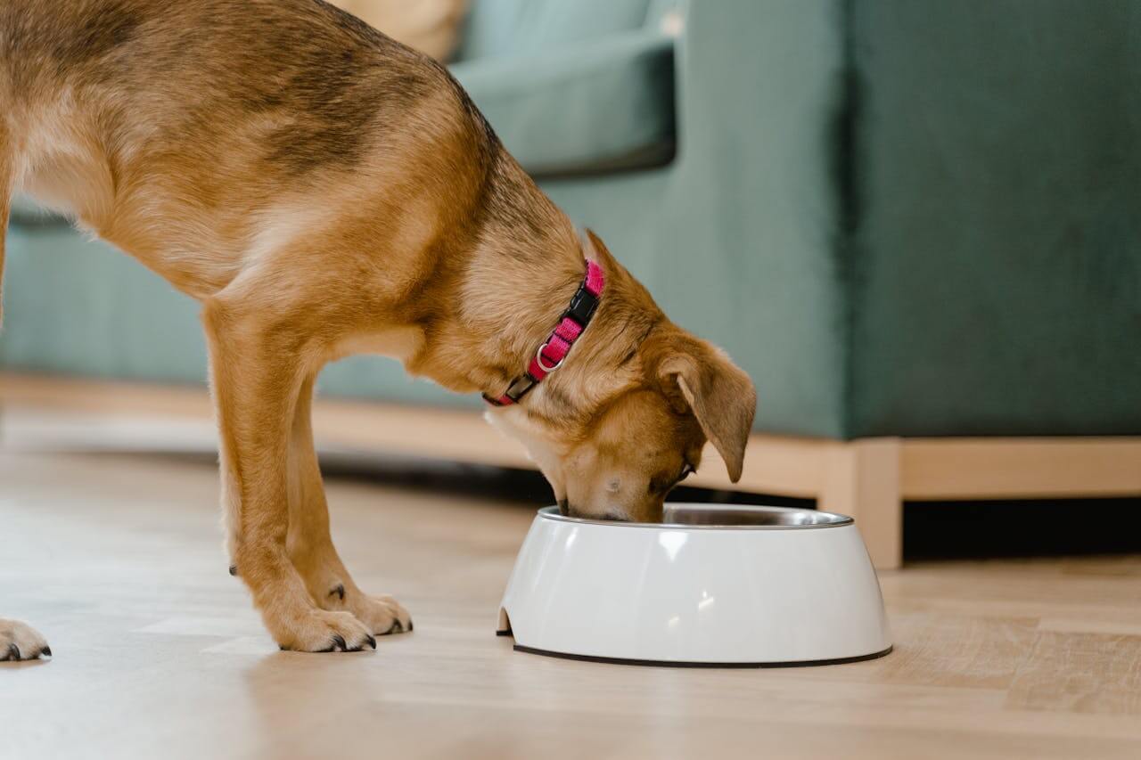 How to Help a Dog with a Sensitive Stomach
