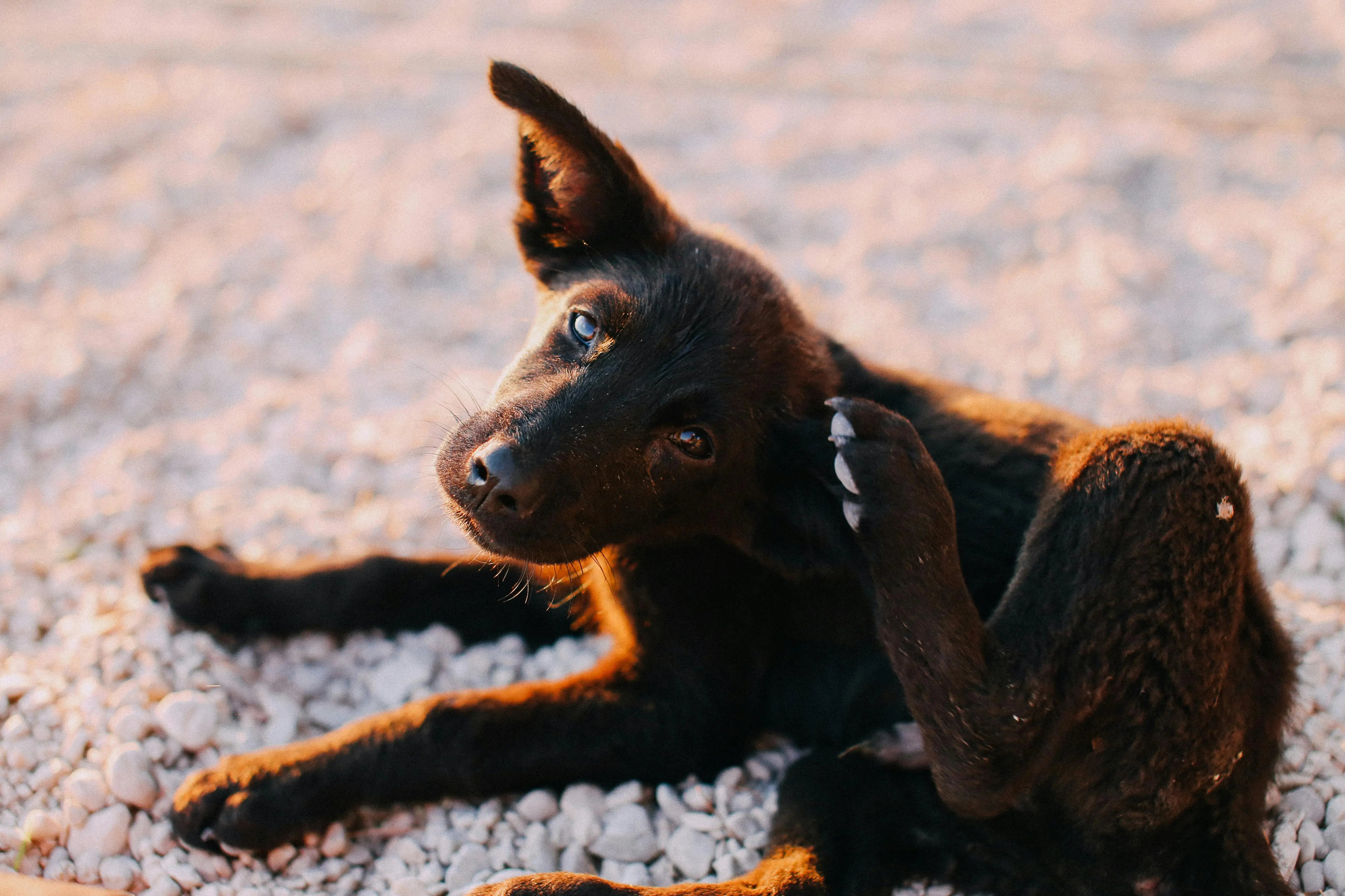 Why Is My Dog So Itchy? (Even Without Fleas)