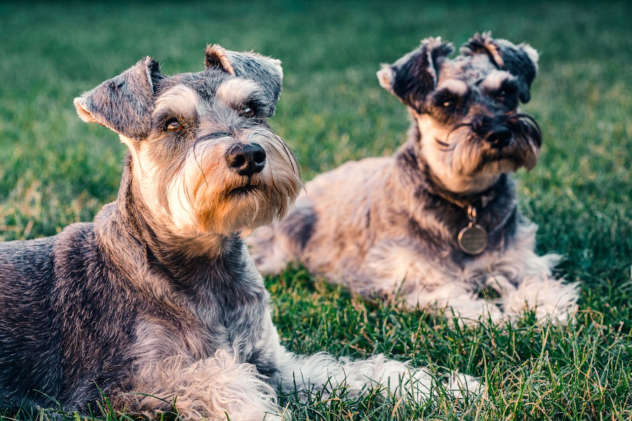 What to Look for in a High-Quality Dog Supplement (UK Guide)