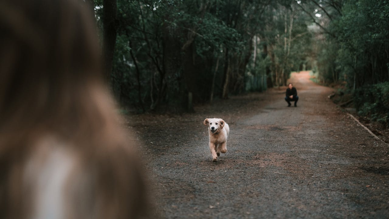 The Complete Daily Wellness Routine for a Healthy Dog