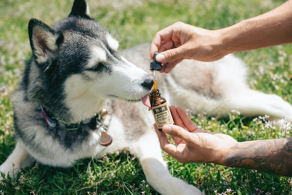 Hemp for dogs: what are the benefits?