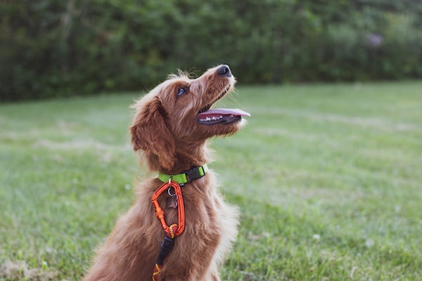 Mastering Puppy Treats for Dog Training: 7 Common Mistakes to Avoid - Pupps UK