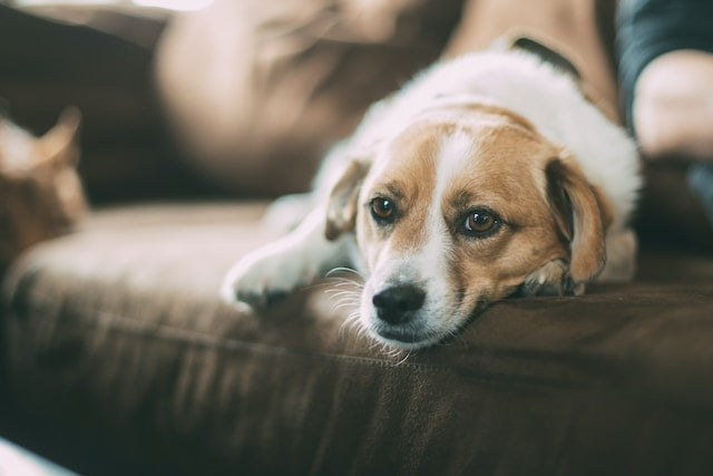 Canine Yeast Infection: Causes, Symptoms & Treatment - Pupps