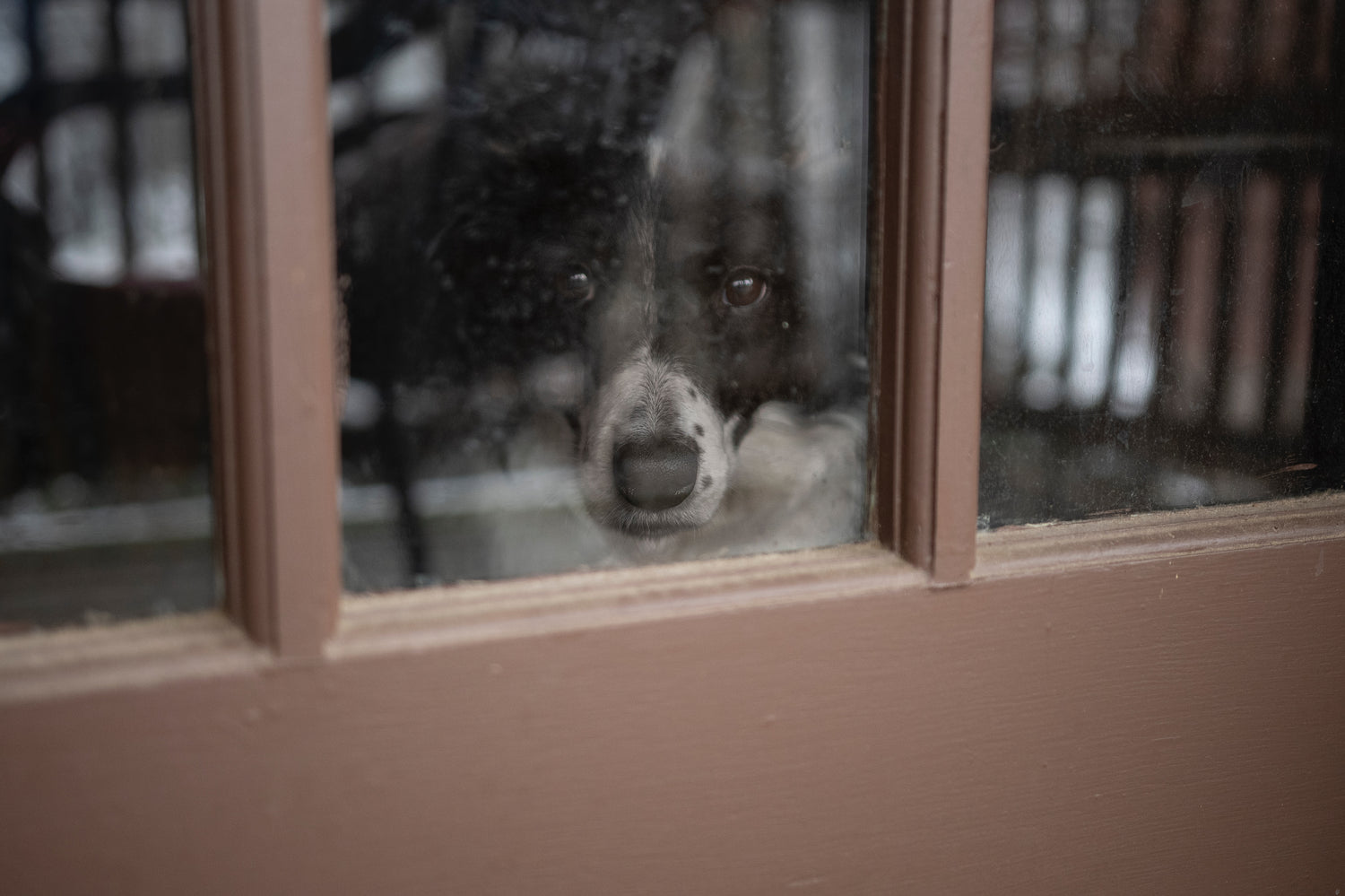 Comforting Your Dog During the UK's Stormy Seasons