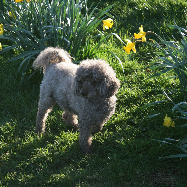 dog in the spring sunshine happy