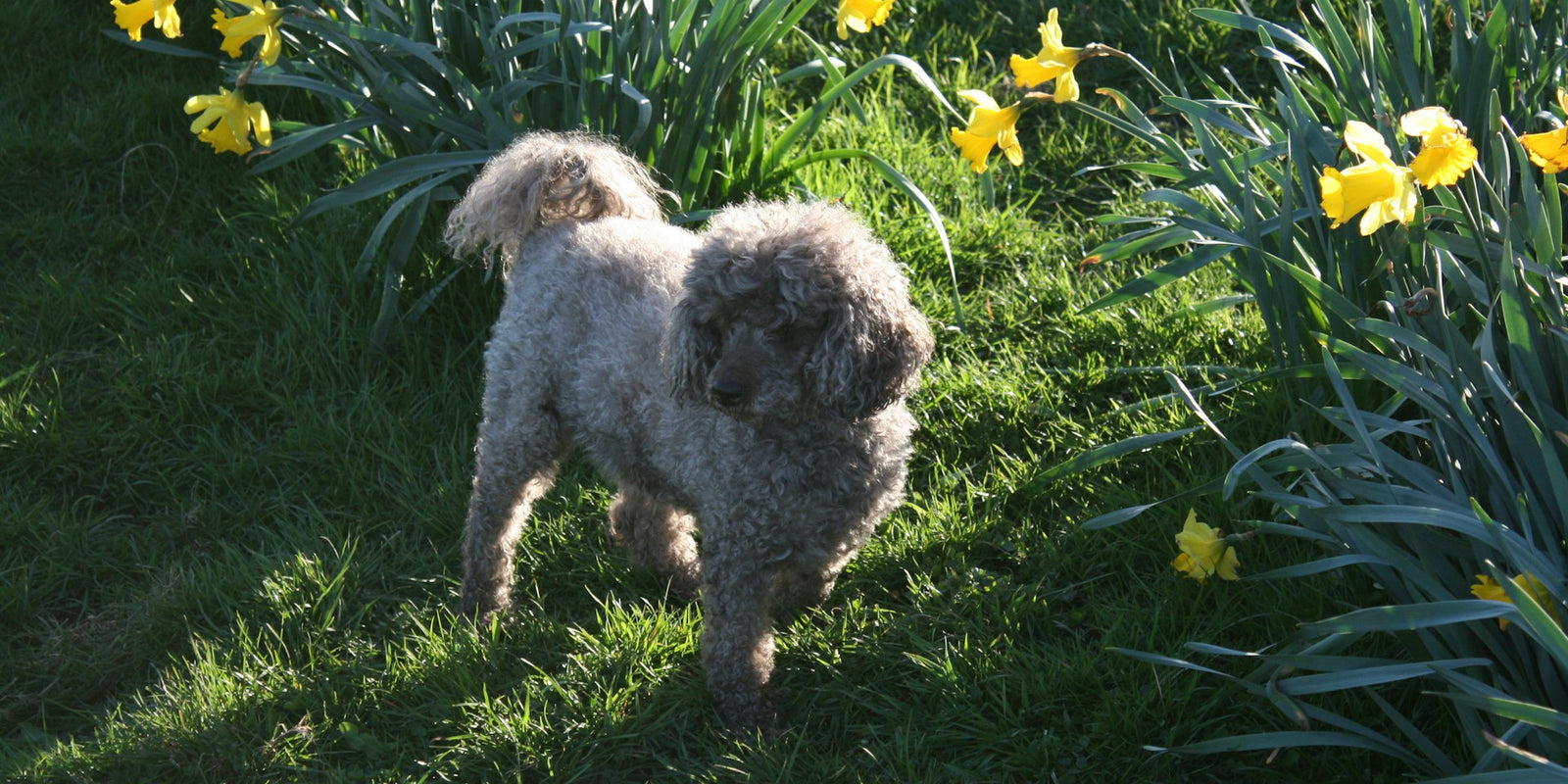dog in the spring sunshine happy