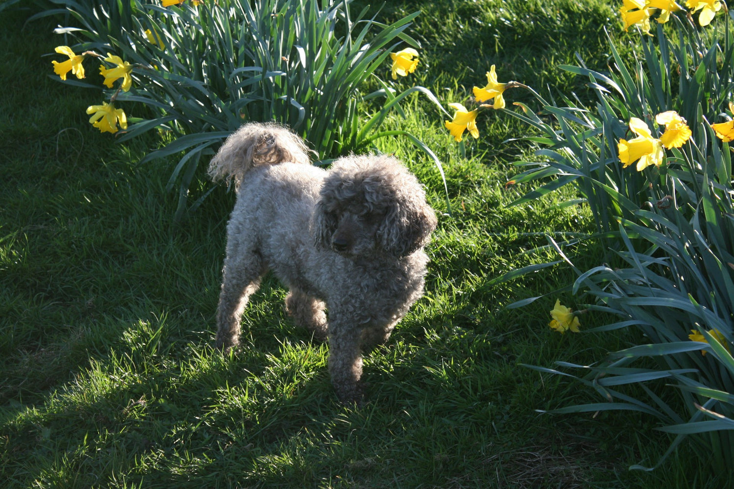 dog in the spring sunshine happy