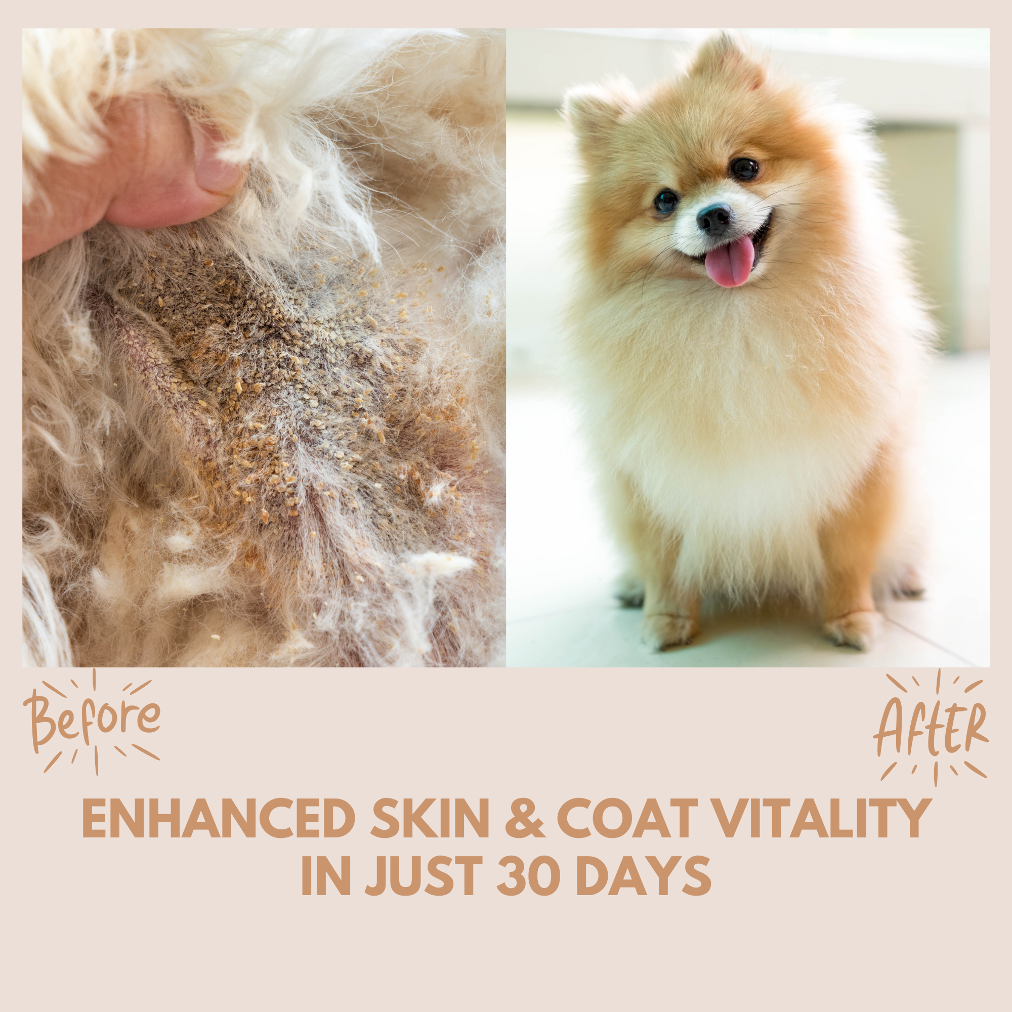 Skin & Coat Treats