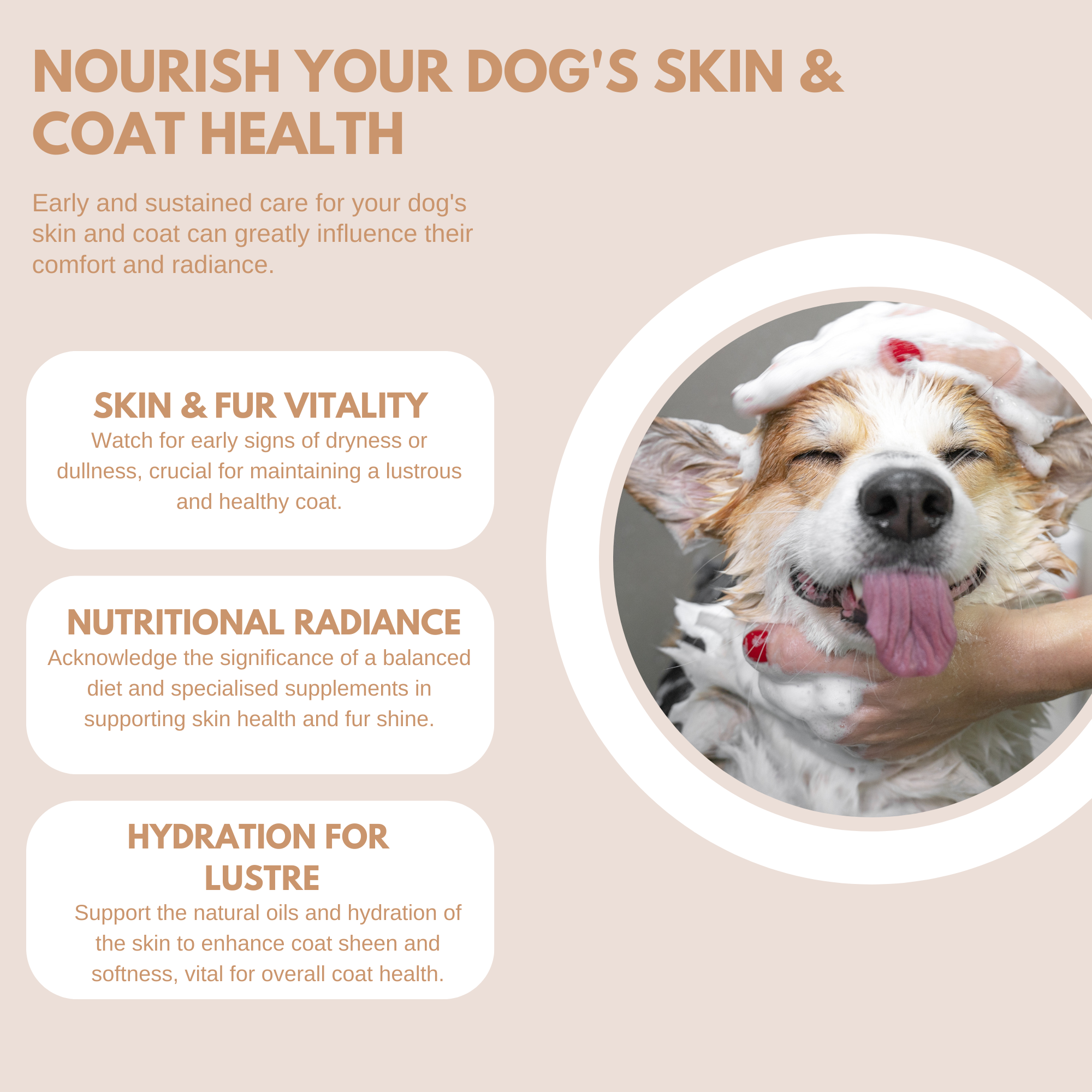 Skin & Coat Treats