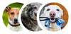 Loved By [100,000+] Happy Dogs