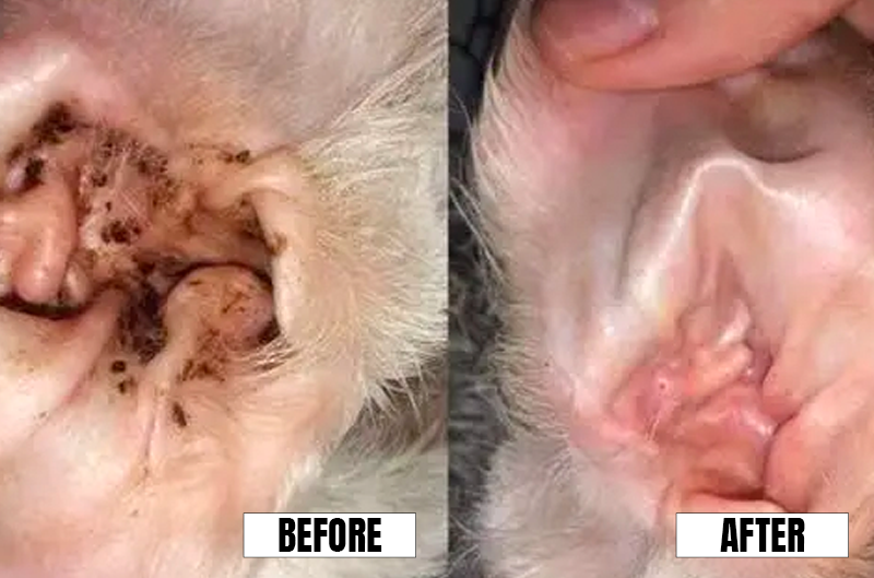 beforeandafter3.png