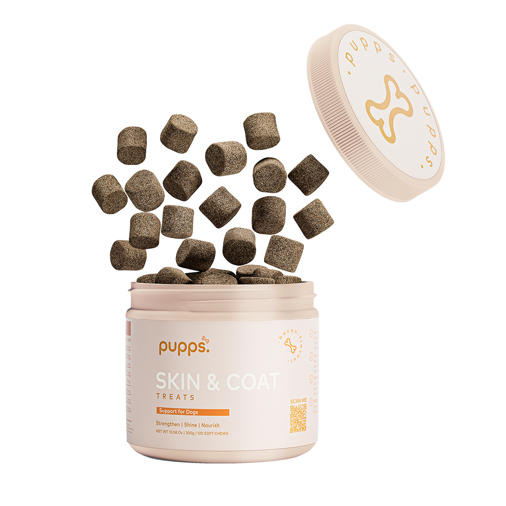 Dark brown Pupps Skin & Coat treats falling into an open cream-colored jar with product label and floating lid